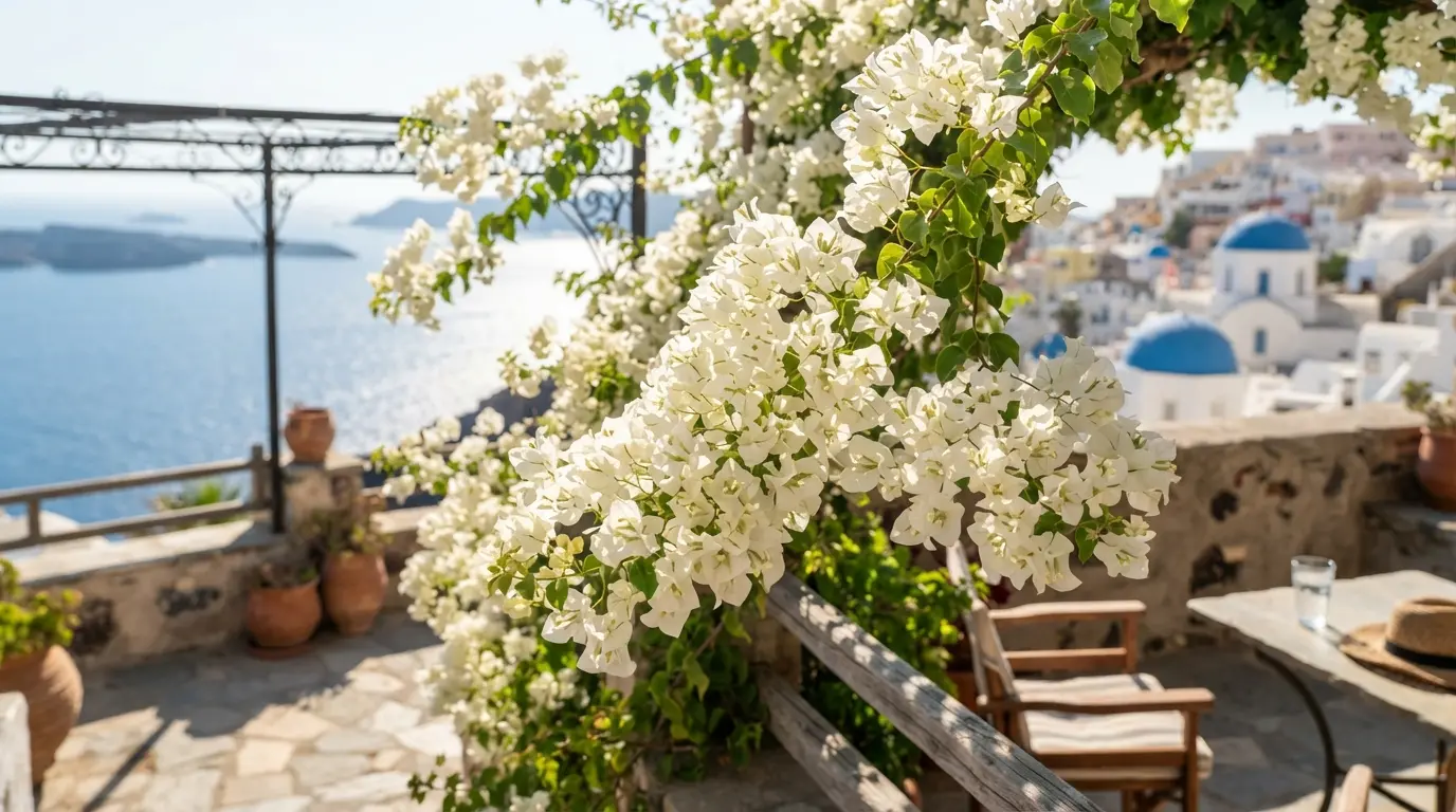 White bougainvillea blossoms glowing in direct sunlight on a terrace